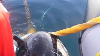 Tak wygląda kieł narwala (NOAA, domena publiczna)