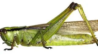 Tak wygląda naboczeń bagienny (Mecostethus parapleurus)