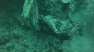 Tak wygląda podwodny las (Francis Choi/NOAA)