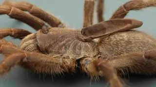 Tak wygląda ptasznik Ceratogyrus attonitifer (Ian Enelbrecht, John M. Midgley (CC BY 4.0)