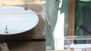 Tak wyglądał test pianki [Miller, R