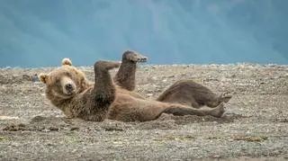 Tańczący w piasku (Janet Miles/Comedy Wildlife Photography Awards 2020)