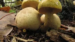 Tęgoskór cytrynowy i podgrzybek tęgoskórowy 