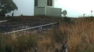 Teleskop SkyMapper w australijskim Siding Spring Observatory
