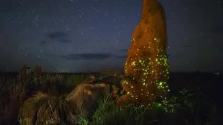 "The Night Raider" (autor: Marcio Cabral)