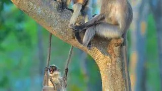 Thomas Vijayan/Comedy Wildlife Photo Awards 2020