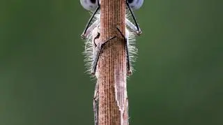 Tim Hearn/Comedy Wildlife Photo Awards 2020