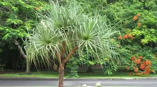 Tomasz Zubilewicz w Australii