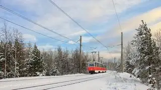 Tramwaj syberyjski