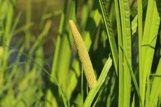 Trujące rośliny - tatarak