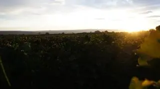 Tu wszystko się zaczyna. Pola pełne krzewów winogron ciągnące się po horyzont(Kontakt Meteo/Łukasz Firsowski, Marcin Skowronek)