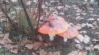 Tulące się do siebie grzyby