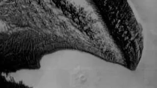 Tyranozaur na Marsie (NASA/JPL/ASU)