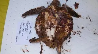 Ubrudzony ropą żółw morski wyłowiony z Zat. Meksykańskiej