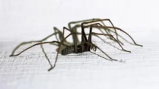 Ugryzienie kątnika domowego dla człowieka jest zupełnie niegroźne (Shutterstock)