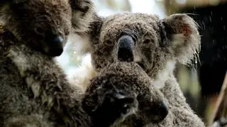 Upał w Australii - PAP/EPA