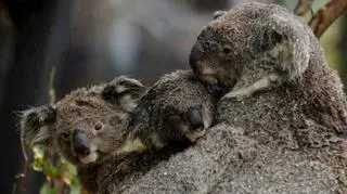 Upał w Australii - PAP/EPA