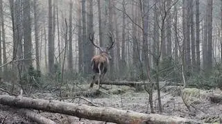 Uratowany jeleń biegiem podążający w leśne odstępy