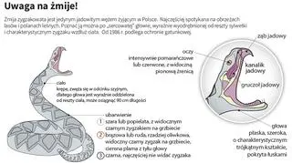 Uwaga na żmije (Maria Samczuk, PAP, lasy.gov.pl, ekologia.pl)