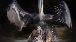 Vicki Jauron/Comedy Wildlife Photo Awards 2020