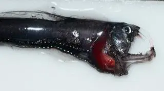 Viperfish (Wikipedia (Public Domain))