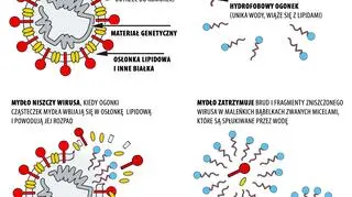 W jaki sposób mydło niszczy koronawirusa? (tvnmeteo