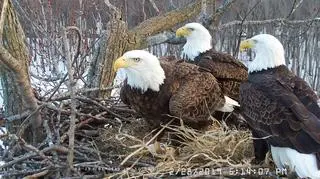 W kolejności od lewej: Starr, Valor II oraz Valor I (Stewards of the Upper Mississippi River Refuge)