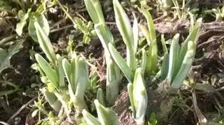 W Wałczu już wiosna