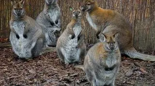 Walabie z wrocławskiego zoo