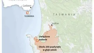 Walenie uwięzione na mieliźnie w Tasmanii (PAP/REUTERS)