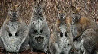 We wrocławskim zoo świat ujrzały małe walabie