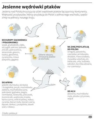 Wędrówki ptaków przed zimą