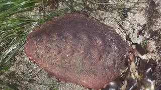 "Wędrujący klops" w środowisku naturalnym (Northwestern University/Jerry Kirkhart)