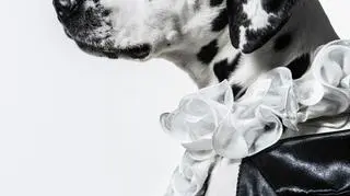 Whisky - "Portety Duszy" Marii Rosenblatt