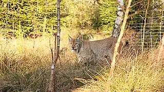 Widar już na Mazurach (fot. WWF Polska/Stefan Jakimiuk)