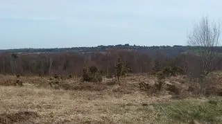 Widok na Ashdown Forest sprzed pożaru (Wikipedia/Dartford Warbler/Public Domain)