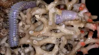 Wieloszczety (Eunicidae sp