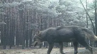 Wilk uchwycony przez kamerę monitoringu leśnego
