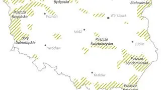 Wilki w Polsce (PAP/Magłorzata Latos)
