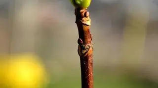 Wiosna coraz bliżej