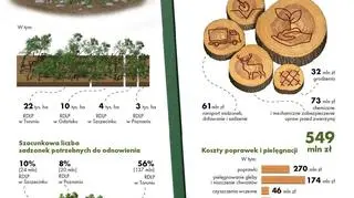 Wiosną rusza akcja odnowy zniszczonych terenów (Lasy Państwowe)