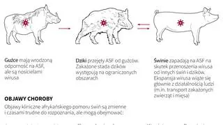 Wirus afrykańskiego pomoru świń (PAP/Maciej Zieliński)