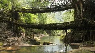 Wiszący most Meghalaya Indie