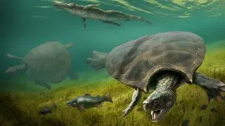 Wizualizacja samca Stupendemys geographicus (z przodu) i samicy (Edwin-Alberto Cadena, Universidad del Rosario)