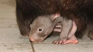 Wombat Apari szykuje się do samodzielnego życia (fot. Zoo Duisburg)