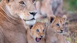 Wowza! (Yaron Schmid/Comedy Wildlife Photography Awards 2020)