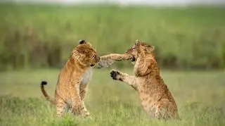 Wrestling wagi lekkiej (Klein Yarin/Comedy Wildlife Photography Awards 2020)