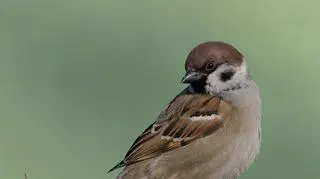 Wróbel mazurek (Passer montanus) na żywopłocie. Autor zdjęcia: Piotr Pyziołek