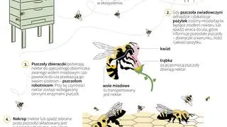 Wszystko o produkcji miodu (Maria Samczuk/PAP/DPA)