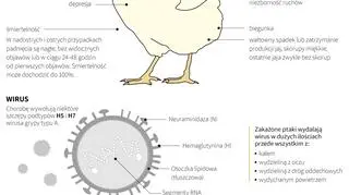 Wszystko o ptasiej grypie (Maria Samczuk/PAP)